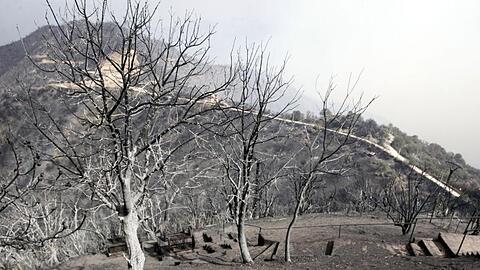 Verbrannte Bäume - etwa 100 km östlich von Algier.