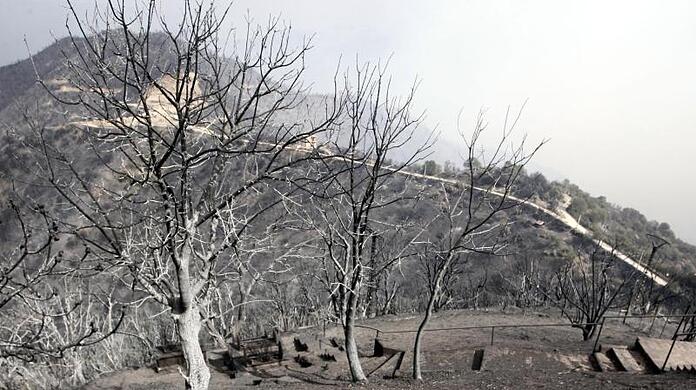 Verbrannte Bäume - etwa 100 km östlich von Algier.