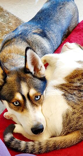 Hündin Neyla (Husky) und Kater Chico