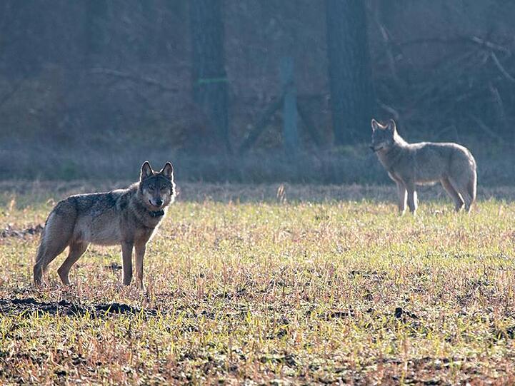 Im Jahr 2018 gab es nach Angaben des Bundes 639 gemeldete Wolfsübergriffe mit insgesamt 2067 getöteten, verletzten oder vermissten Nutztieren.