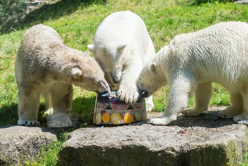 Juli 2015: Gegen die Hitze gibt es für die Eisbären Giovanna, Nela und Nobby Eistorte.