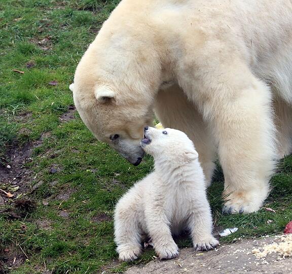 Die Eisbärenbabys begeistern die Besucher vom Tierpark Hellabrunn.