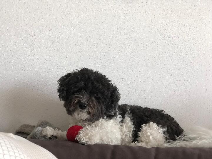 Snoopy: 15 1/2 Jahre ein treuer Begleiter und Seelentröster.