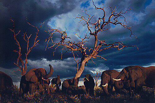 Das Shooting zum Pirelli-Kalender 2009 fand im Okavango-Delta in Botswana (Afrika) statt. In den Bildern gelang die eindrucksvolle Verbindung der Szenerie des "schwarzen Kontinents" mit der Darstellung von sieben der weltweit bekanntesten Models. Hier nun einige Motive: