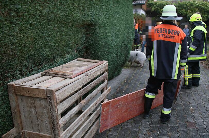 "Sissi" on Tour - die Bilder der Entdeckungsreise von Bayerns (spätestens jetzt) berühmtesten Hausschwein.