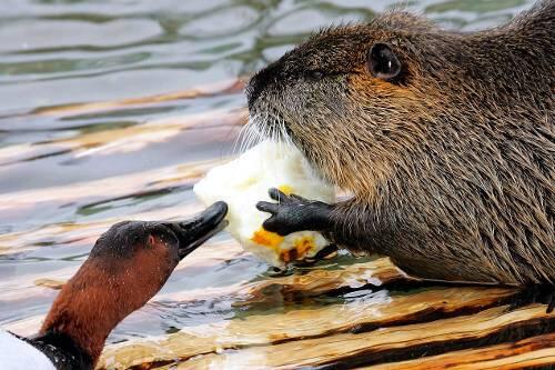Tierisches Treffeen: Biber und Ente.