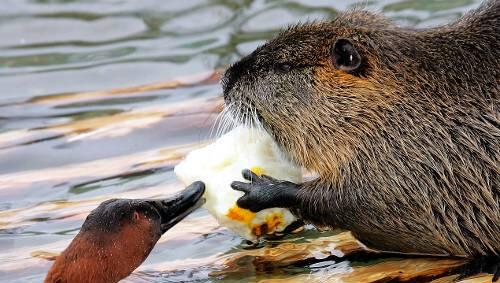 Tierisches Treffeen: Biber und Ente. Tierisches Treffeen: Biber und Ente.