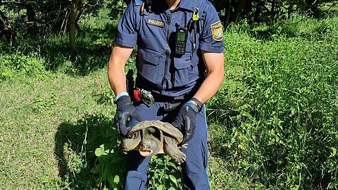 Beamte nahmen das Tier mit zur Polizeiinspektion Ochsenfurt, nachdem die Schildkr&ouml;te auf einem Fahrradweg bei Sommerhausen gefunden worden war. (Foto: PP Unterfranken)