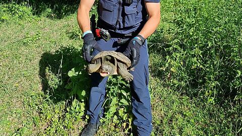 Beamte nahmen das Tier mit zur Polizeiinspektion Ochsenfurt, nachdem die Schildkr&ouml;te auf einem Fahrradweg bei Sommerhausen gefunden worden war.