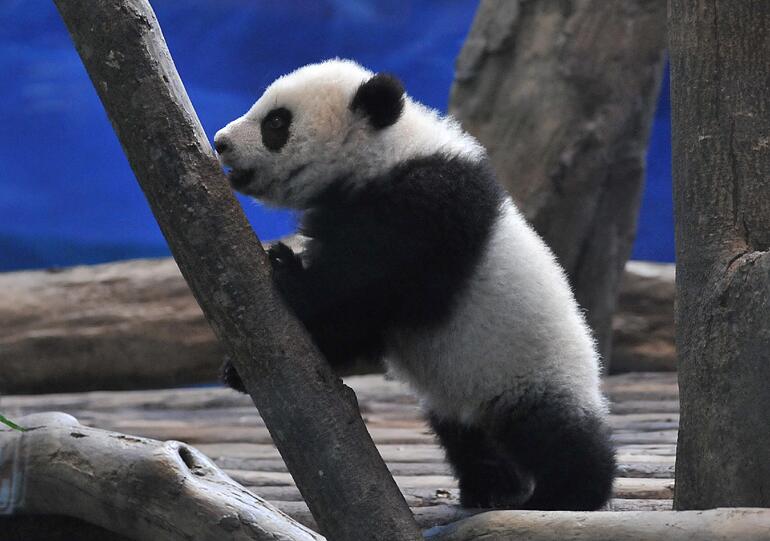 Zum ersten Mal vor Publikum: Die kleine "Yuan Zai" turnt durch das Gehege.