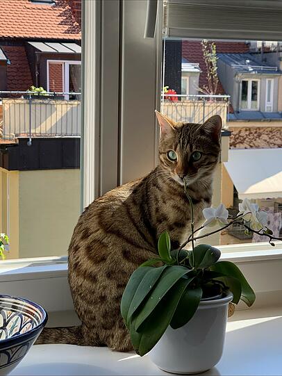 Sara