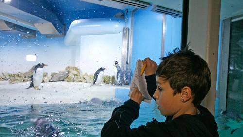 Wer betrachtet hier wen? Bei den kleinen Besuchern sind die Pinguine besonders beliebt. Wer betrachtet hier wen? Bei den kleinen Besuchern sind die Pinguine besonders beliebt.