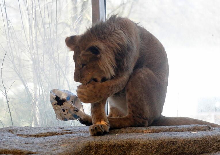 Zwei einjährige Löwenjungs wohnen seit einigen Tagen im Tierpark Hellabrunn. Und der TSV 1860 hat für sie eine Patenschaft übernommen. Klicken Sie durch die besten Aufnahmen von den verspielten Tieren!