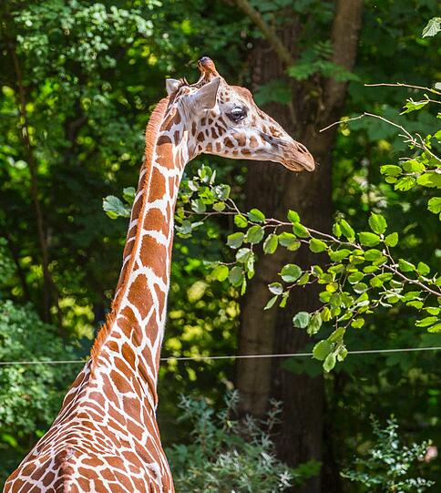 Neuankömmling in Hellabrunn: Giraffen-Dame Taziyah kam am 4. September aus dem Zoo Brno in Tschechien