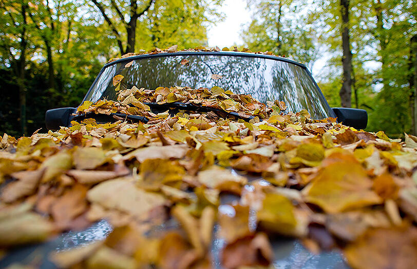 Gut getarntes Auto. In München wird die Blätterdecke immer dicker.