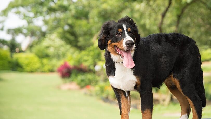 Der selbstsichere, gutmütige sowie imposante und kräftige Berner Sennenhund ist ein beliebter Familienhund.