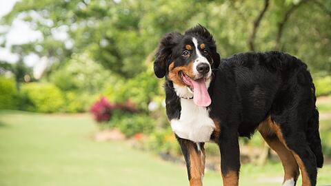 Der selbstsichere, gutmütige sowie imposante und kräftige Berner Sennenhund ist ein beliebter Familienhund.