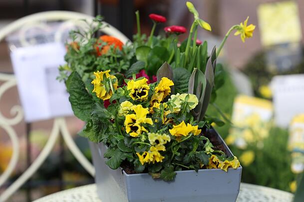 Stiefmütterchen (vorne) sind gerade im Frühling besonders schöne Blüher und können auch den Sommer überstehen. Stiefmütterchen (vorne) sind gerade im Frühling besonders schöne Blüher und können auch den Sommer überstehen.
