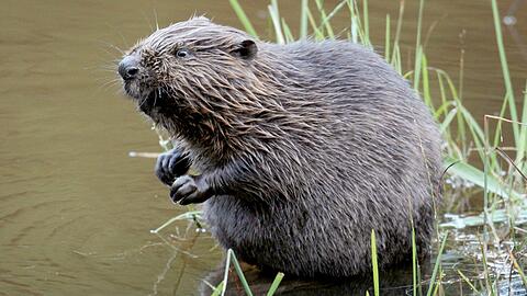 Biber haben sich stark vermehrt. Rund 22.000 Tiere leben laut Umweltministerium in Bayern. (Archivbild)