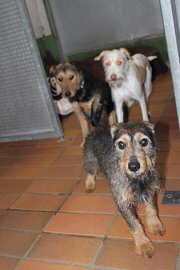 Wann die geretteten Hunde vermittelt werden können, steht noch nicht fest.