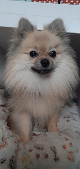Maila