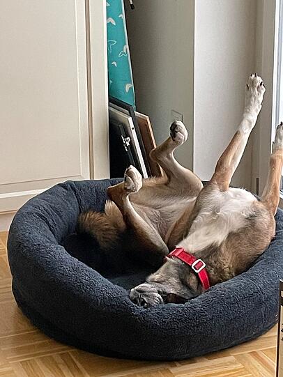 Meine Hündin Nera war zwei Jahre alt als ich ihr aus Bulgarien adoptiert habe. Ein DNA Test hat ergeben das sie eine Mischung vier verschiedene Wachhunde ist. Während ich arbeite, schläft sie sehr entspannt, ist aber hellwach sobald da der kleinste andere Geräusch ist. Ich habe ihr sehr lieb.