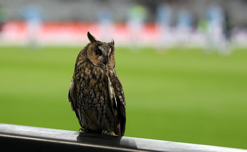 Eine Eule hatte sich am Montagabend zum Spiel des TSV 1860 und Kapitän Christopher Schindler in der Allianz Arena gegen den KSC verirrt.