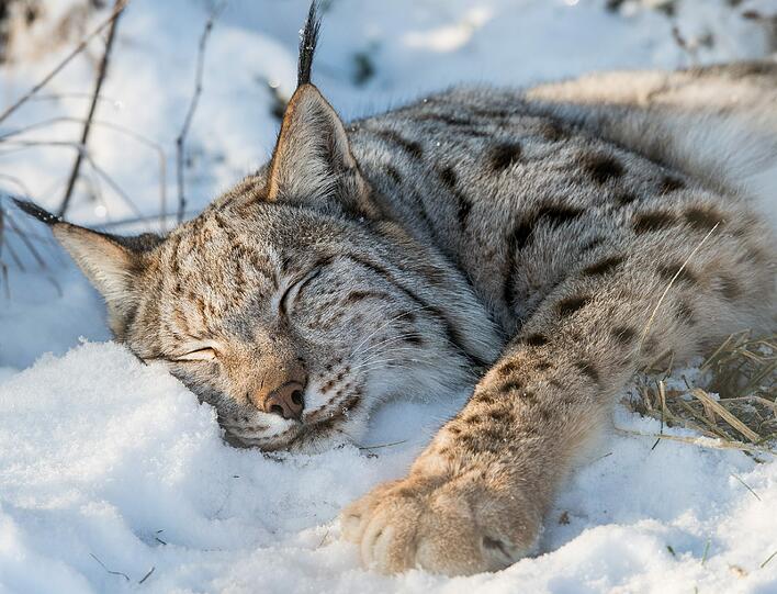 Ein schlafender Luchs kuschelt sich in seinem winterlichen Gehege im Wildpark Schorfheide in Groß Schönebeck in den Schnee. Der Wildpark nördlich von Berlin beherbergt Tierarten, die in der Schorfheide heimisch sind und solche, die in freier Wildbahn als ausgestorben gelten.