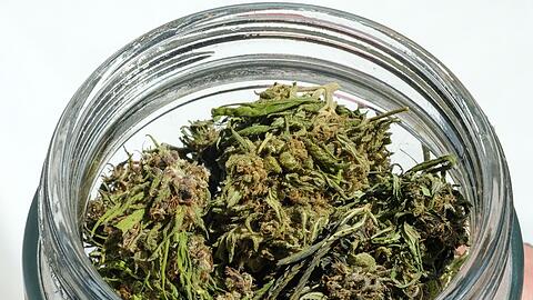 Im Eigenanbau soll die erlaubte Menge von 25 auf 50 Gramm getrocknetes Cannabis verdoppelt werden.