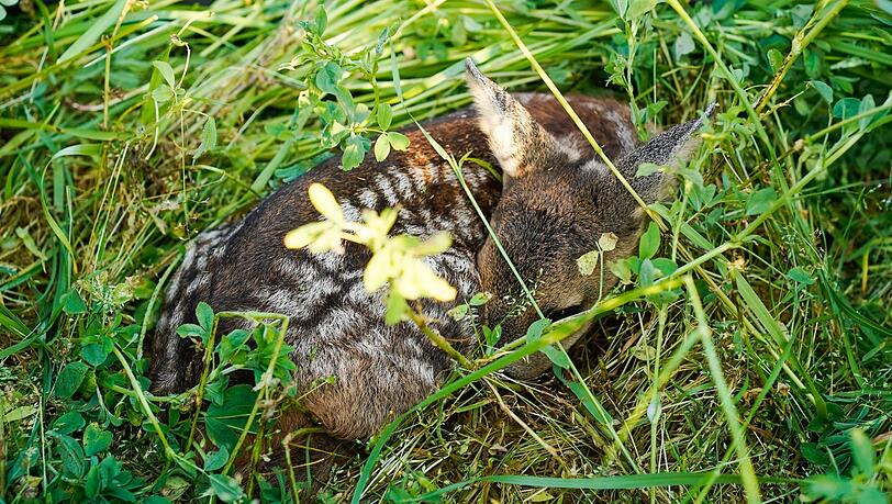 Wer ein Rehkitz findet, sollte es nicht anfassen und Fachleute kontaktieren. (Symbolbild)