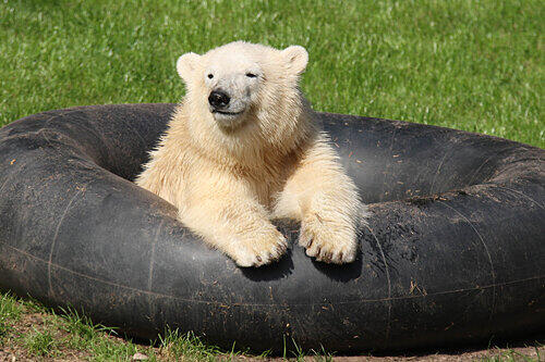 Heute lebt unser Eisbärenmädchen Flocke in einem Zoo an der Côte d&rsquo;Azur. Ab März können die Tiergarten-Besucher ihre kleinen Geschwisterchen bestaunen.