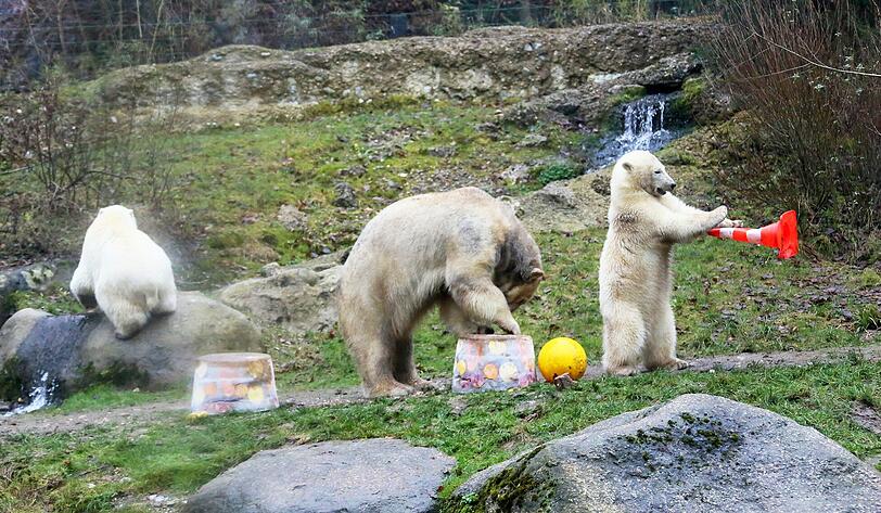 Die schönsten Bilder vom ersten Geburtstag der Münchner Eisbären-Zwillinge Nela und Noby mit ihrer Mutter Giovanna.