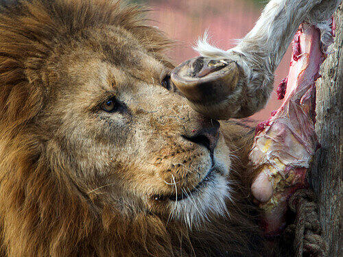Der Löwe Mufassa frisst am 18.02.2014 im Zoo von Stralsund (Mecklenburg-Vorpommern) ein Stück Fleisch. Im Stralsunder Tierpark werden neben gekauftem Fleisch vom Schlachthof auch eigene Tiere verfüttert.