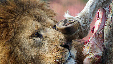 Der Löwe Mufassa frisst am 18.02.2014 im Zoo von Stralsund (Mecklenburg-Vorpommern) ein Stück Fleisch. Im Stralsunder Tierpark werden neben gekauftem Fleisch vom Schlachthof auch eigene Tiere verfüttert.
