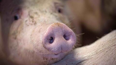 Die Regierung stimmt über Verbesserungen im Tierschutz ab.