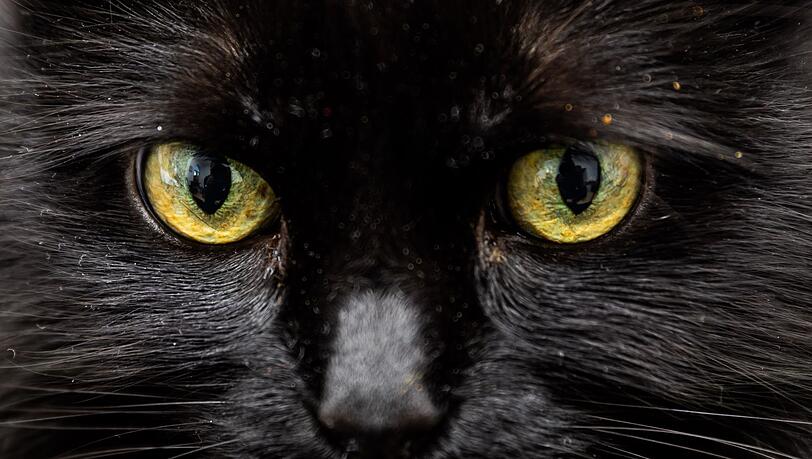 Einer Katze in Florida stand nach dem Verzehr von 26 Haargummis die Einschl&auml;ferung bevor. (Symbolbild)