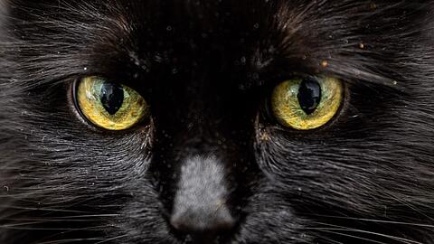 Einer Katze in Florida stand nach dem Verzehr von 26 Haargummis die Einschl&auml;ferung bevor. (Symbolbild)