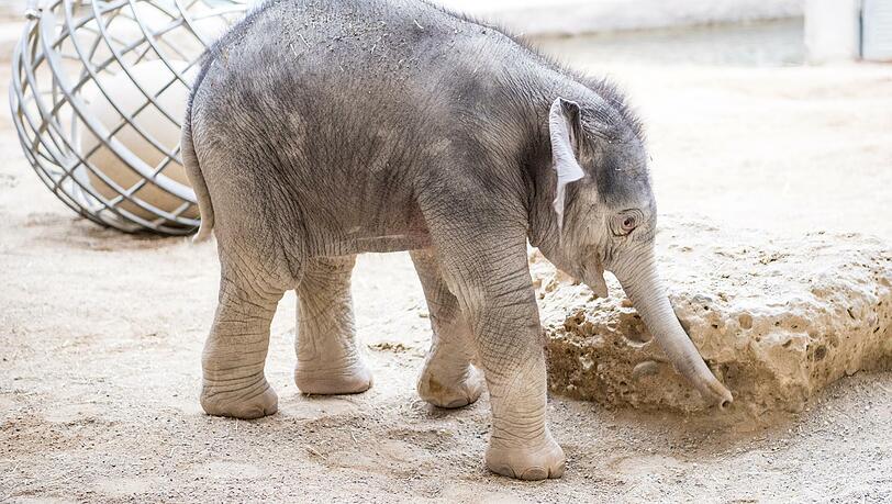 Der kleine Elefantenbulle Otto kam nach einer 6-stündigen Geburt auf die Welt. Der kleine Elefantenbulle Otto kam nach einer 6-stündigen Geburt auf die Welt.
