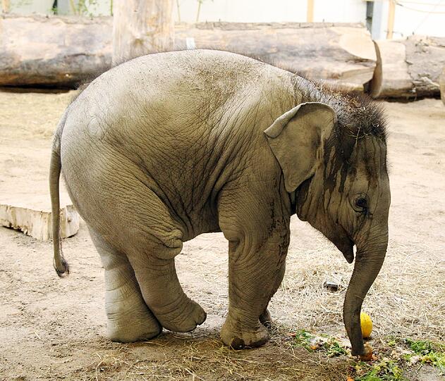Der sieben Monate Elefantenbulle aus dem Münchner Tierpark Hellabrunn ist am Freitag auf den Namen Ludwig getauft worden. Die süßen Fotos.