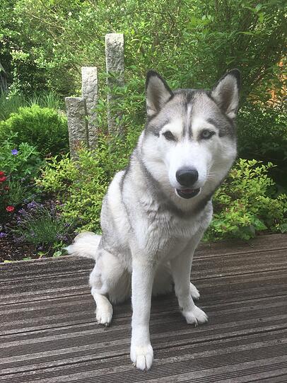 Atka