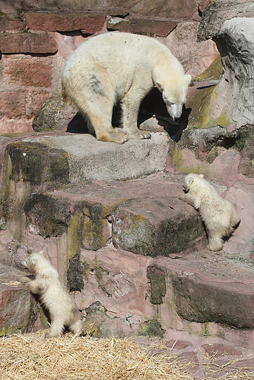 Unsere Eisbärchen Aleut und Gregor mit Mama Vera bei ihrem ersten Ausflug im Freigehege.