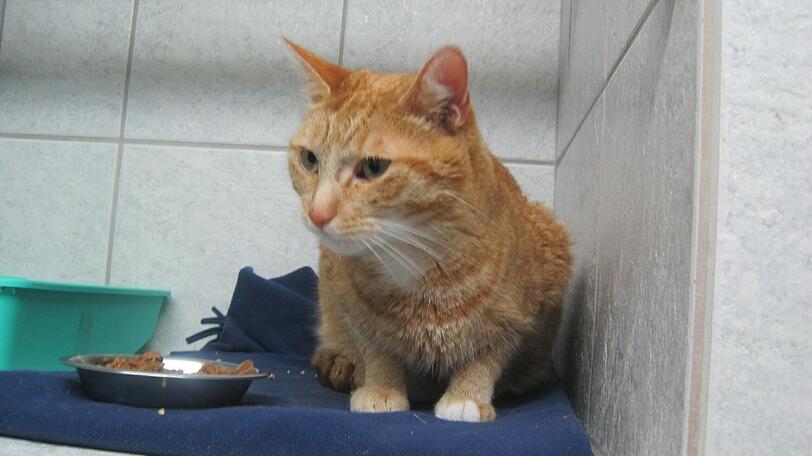 Wer vermisst diesen Kater?