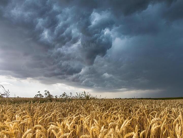 Gewitterwolken ziehen über ein Weizenfeld bei Großenhain in Sachsen.