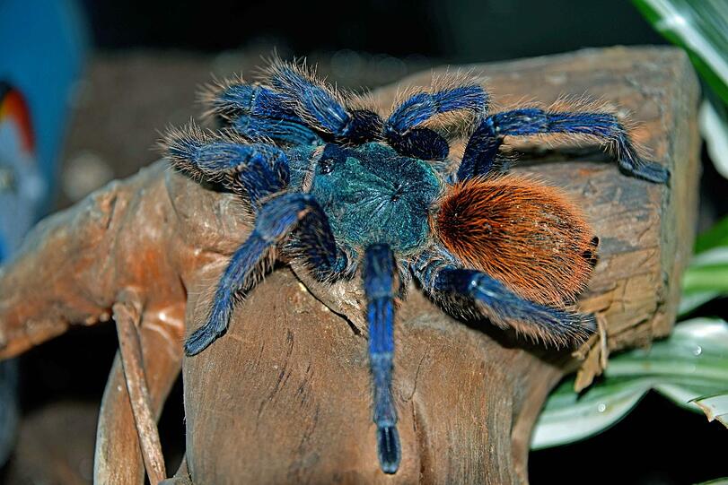 Gestatten: Chromatopelma cyaneopubescens - ein Star aus der Spinnenausstellung.