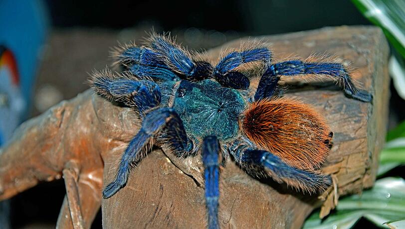 Gestatten: Chromatopelma cyaneopubescens - ein Star aus der Spinnenausstellung. Gestatten: Chromatopelma cyaneopubescens - ein Star aus der Spinnenausstellung.