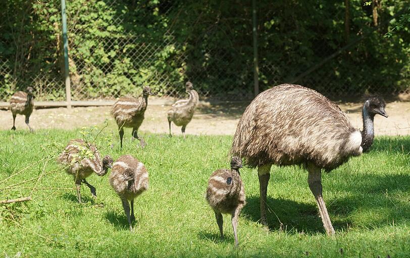 Mittlerweile sind die kleinen Emus knapp zweieinhalb Monate alt, und auf der Hellabrunner Gemeinschaftsanlage von Emus und Riesenkängurus ist einiges geboten