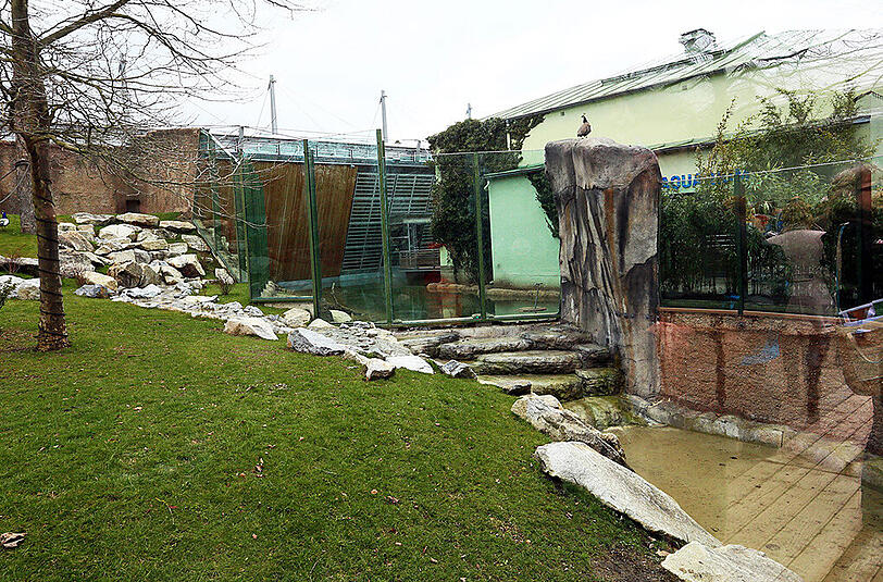 Bilder von der Eröffnung des Affengeheges im Tierpark Hellabrunn.