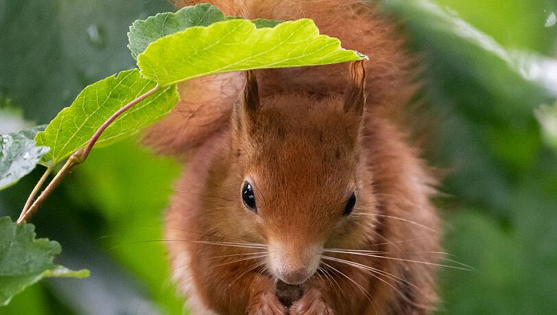 Rotes Fell, weii&szlig;er Bauch - so sehen offenkundig die meisten Eichh&ouml;rnchen im Freistaat aus. (Archivbild)