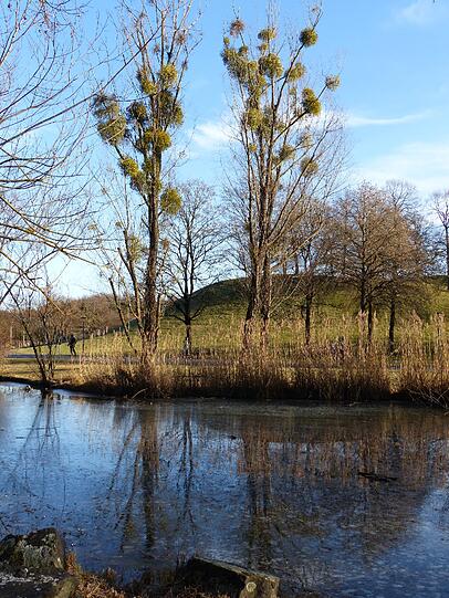 Was Susanne Zeileis hingegen schön findet: Das Grün des Winters - Misteln im Westpark.