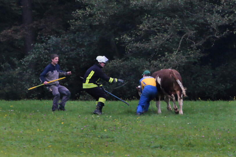 In einer spektakulären Aktion hat die Feuerwehr einen in der Nacht von Samstag auf Sonntag ausgebrochenen Stier wieder eingefangen - die Bilder.